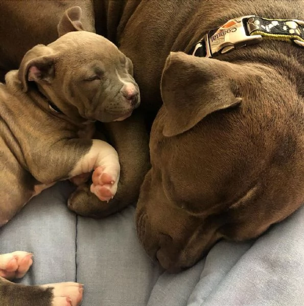 adorabili cuccioli di pitbull | Foto 1