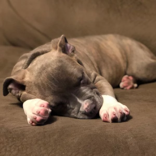 adorabili cuccioli di pitbull | Foto 0