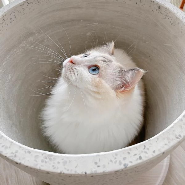 gattino ragdoll disponibile