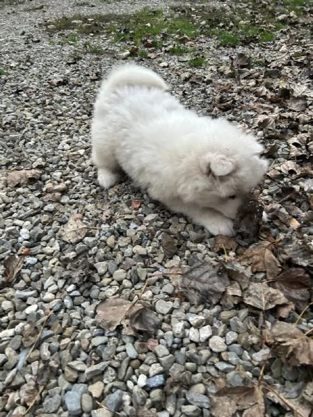 Cuccioli Samoiedo | Foto 1