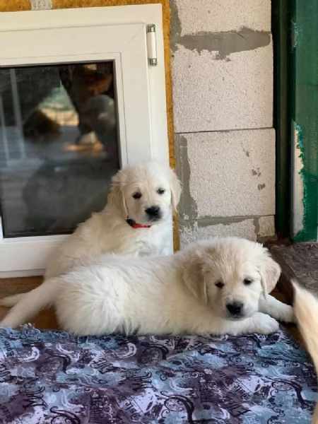 Due cuccioli di Golden Retriever cercano casa! | Foto 0