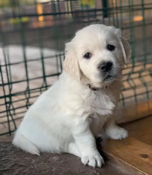 Due cuccioli di Golden Retriever cercano casa!