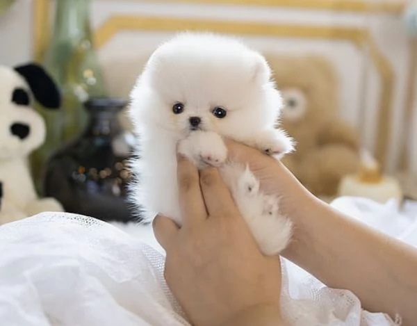 Cuccioli di Pomerania giocattolo per Natale | Foto 3