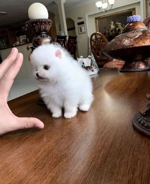 Bellissimo e sbalorditivo cucciolo di Pomerania maschio e femmina per Natale | Foto 1