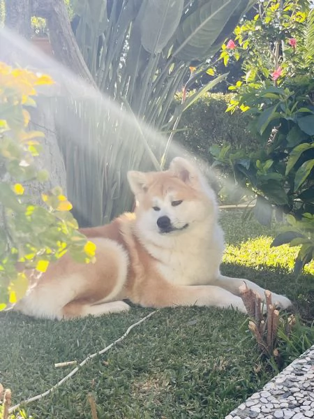 Prossima cucciolata di Akita Inu  | Foto 1