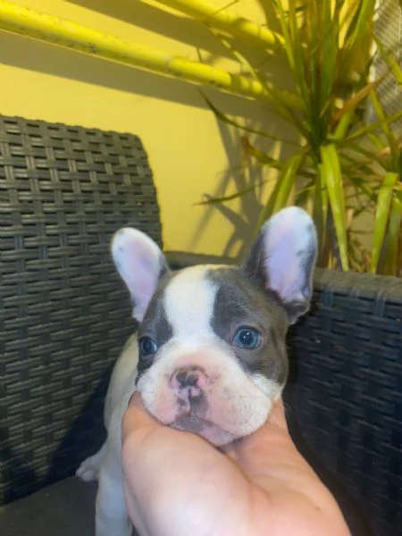 Cuccioli bulldog francesi esotici 