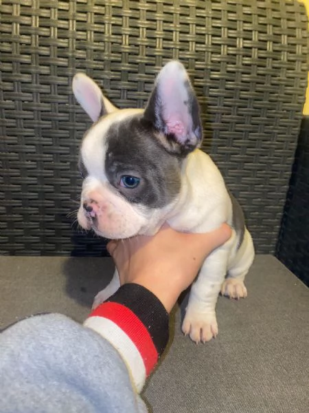 Cuccioli bulldog francesi esotici  | Foto 1