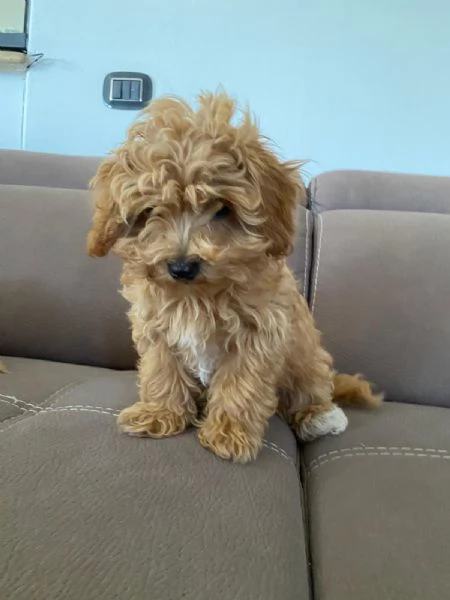 Vendo cuccioli di cane mini Toy Maltipoo  | Foto 4