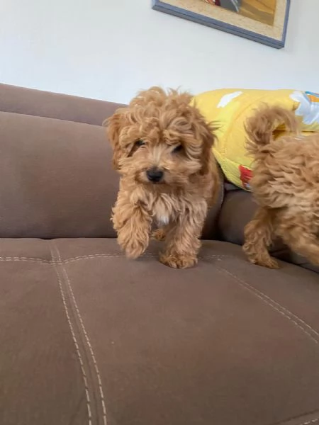 Vendo cuccioli di cane mini Toy Maltipoo  | Foto 3