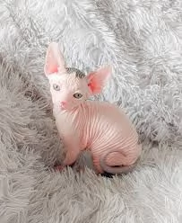 Vendesi adorabili gattini Sphynx