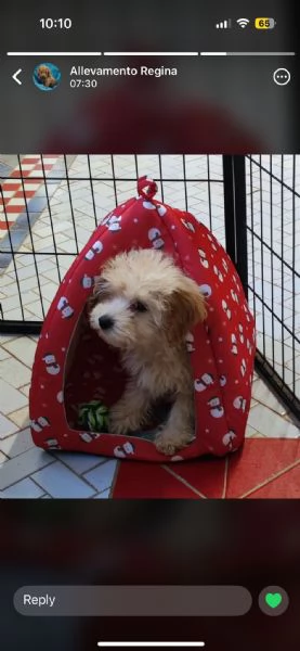 Vendita maltipoo 