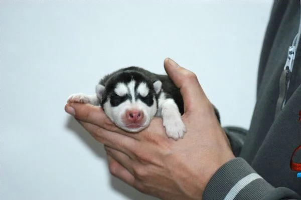 Siberian husky  | Foto 4