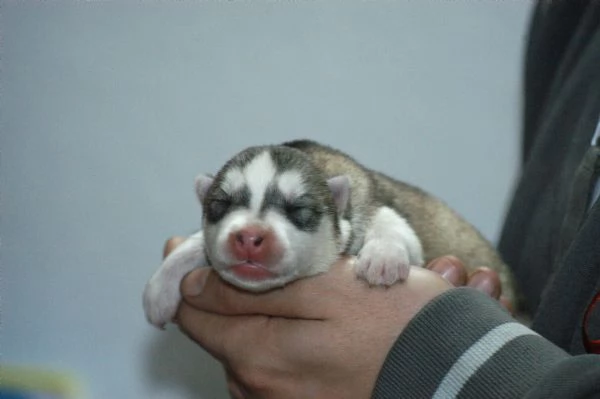 Siberian husky  | Foto 3