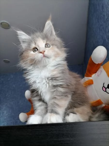 Gattini Maine Coon disponibili | Foto 5