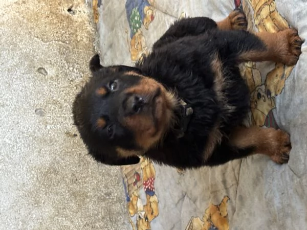 Cuccioli di Rottweiler | Foto 2