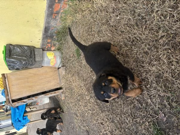 Cuccioli di Rottweiler | Foto 1