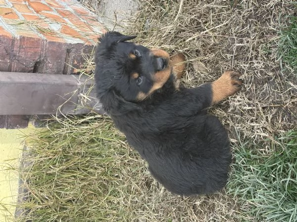 Cuccioli di Rottweiler | Foto 0