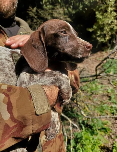 Cuccioli Springer Spaniel-Bracco Tedesco | Foto 1