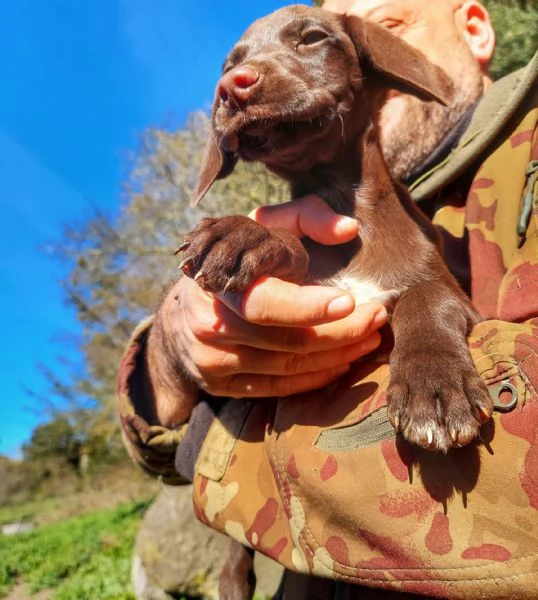 Cuccioli Springer Spaniel-Bracco Tedesco