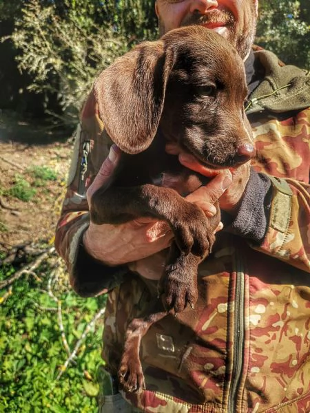 Cuccioli Springer Spaniel-Bracco Tedesco | Foto 0