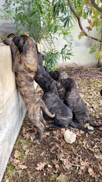 Cuccioli di Cane Corso