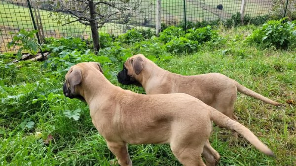 Cuccioli di Cane Corso | Foto 5