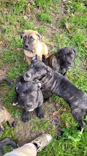 Cuccioli di Cane Corso | Foto 4