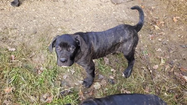 Cuccioli di Cane Corso | Foto 3