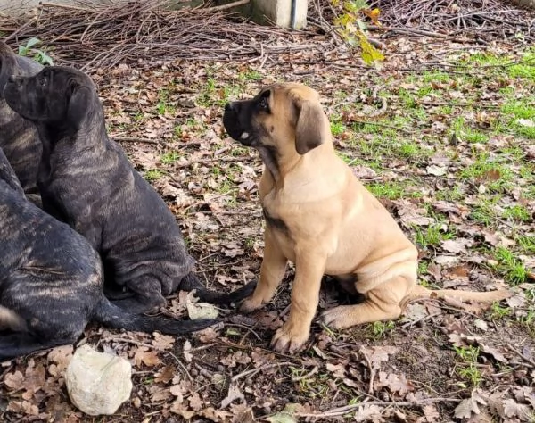 Cuccioli di Cane Corso | Foto 2