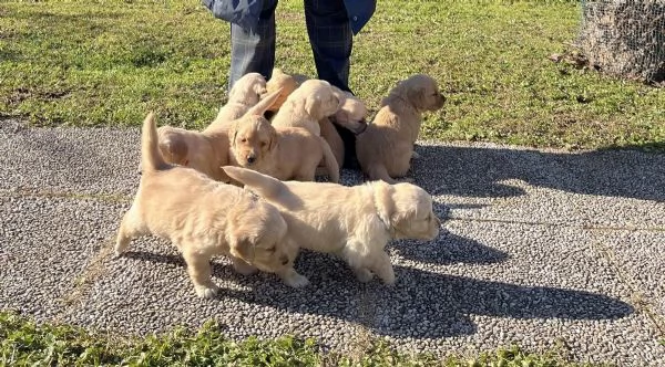 Golden Retriever | Foto 3