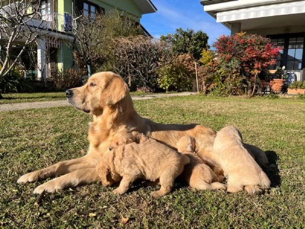 Golden Retriever | Foto 0