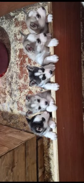 Cuccioli husky  | Foto 3