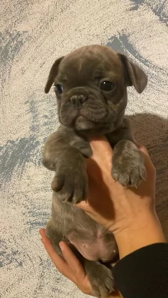 Cuccioli di Bulldog Francese | Foto 5