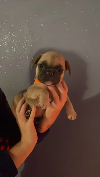 Cuccioli di Bulldog Francese | Foto 3