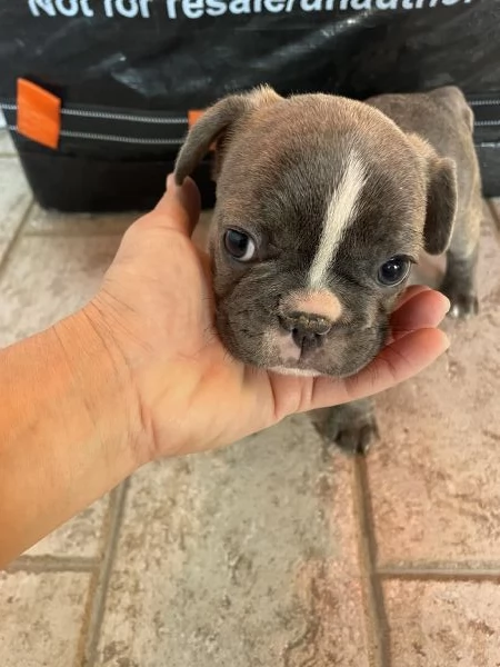 Cuccioli di Bulldog Francese | Foto 1