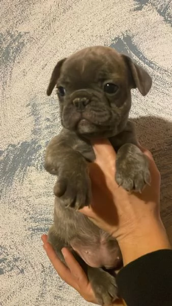 Cuccioli di Bulldog Francese | Foto 0