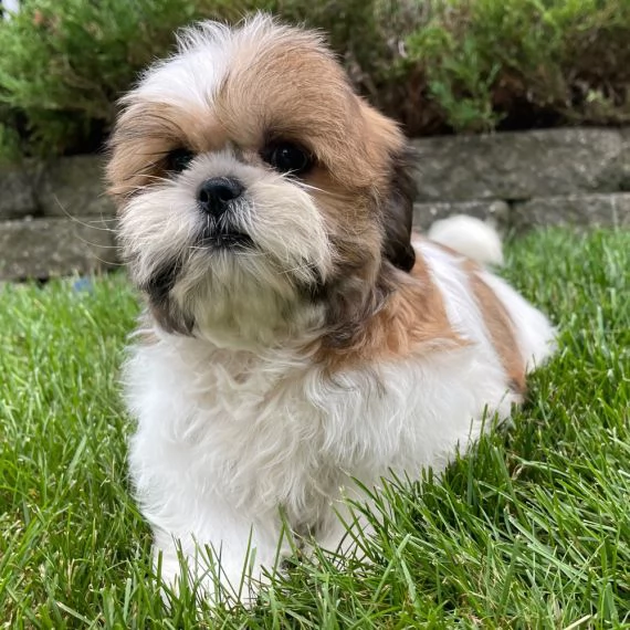 Regalo Bellissimi cuccioli allevati Shih-tzu, colore bianco e nero. Due e una feminuccia Maschietti.