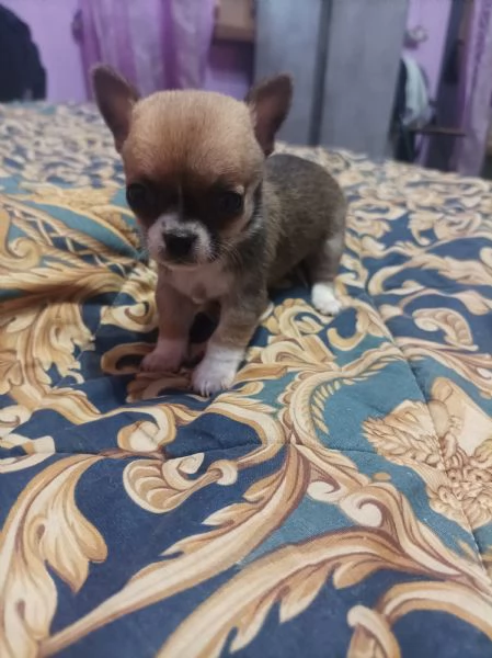 Chihuahua  | Foto 0