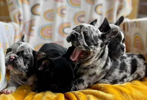 Cuccioli di Bulldog Francese Disponibili per Adozione