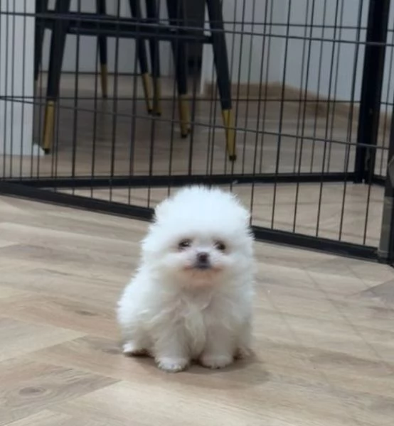 Cuccioli di Pomerania mini toy