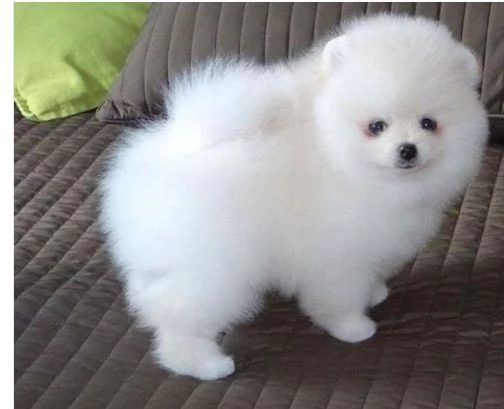 Cuccioli di Pomerania mini toy