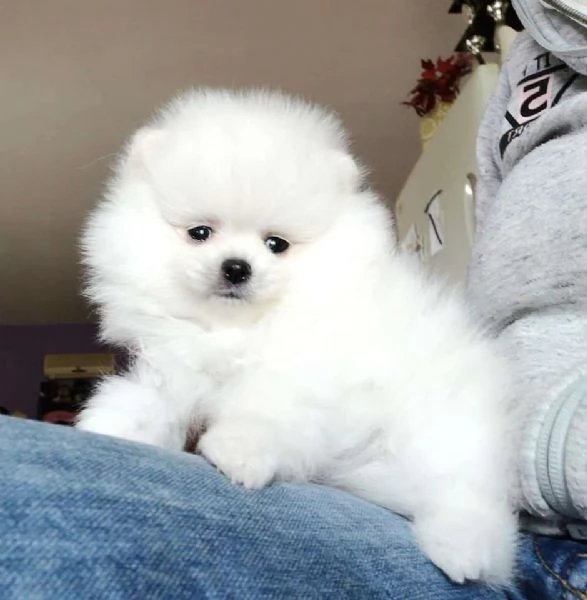 Cuccioli di Pomerania mini toy | Foto 0