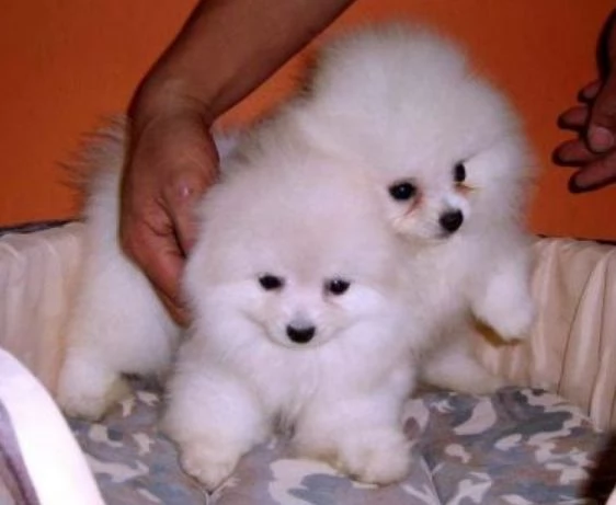 Cuccioli di Pomerania mini toy | Foto 0