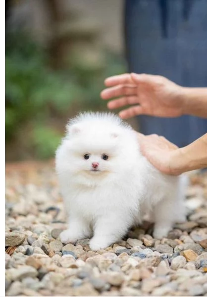 Cuccioli di Pomerania mini toy