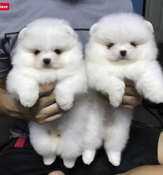 bellissimi cuccioli di Pomerania in adozione. 