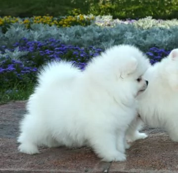 Bellissimi ragazzi e ragazze dell'orsacchiotto Pomerania