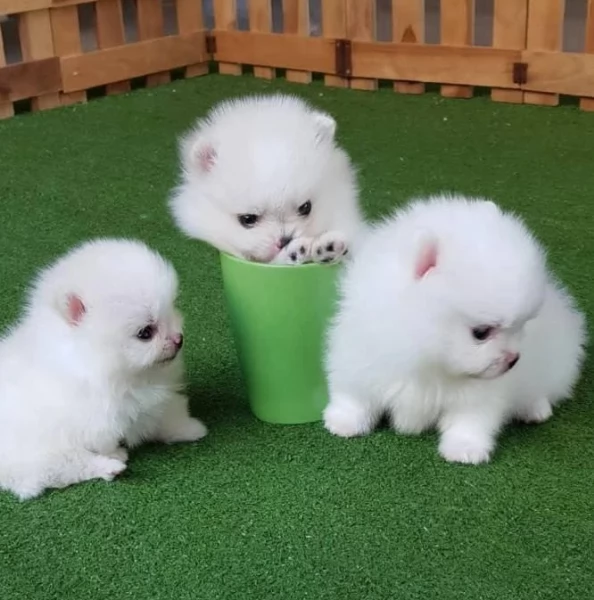 Cuccioli di Pomerania mini toy