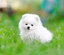 Cuccioli di Pomerania mini toy | Foto 3