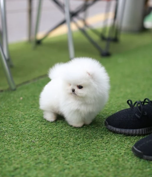 Cuccioli di Pomerania mini toy