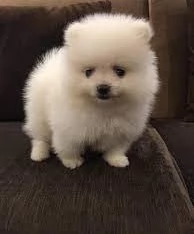 Cuccioli di Pomerania mini toy | Foto 0